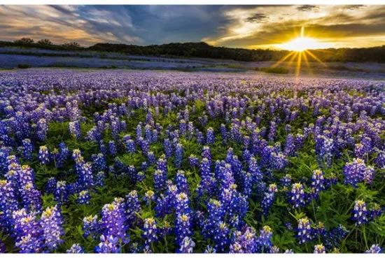 Hoffman Fabrics Sun Up to Sun Down Lupine Flowers Cotton Fabric Panel R4690-647-Blue-Bonnet