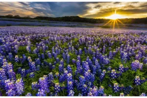 Hoffman Fabrics Sun Up to Sun Down Lupine Flowers Cotton Fabric Panel R4690-647-Blue-Bonnet