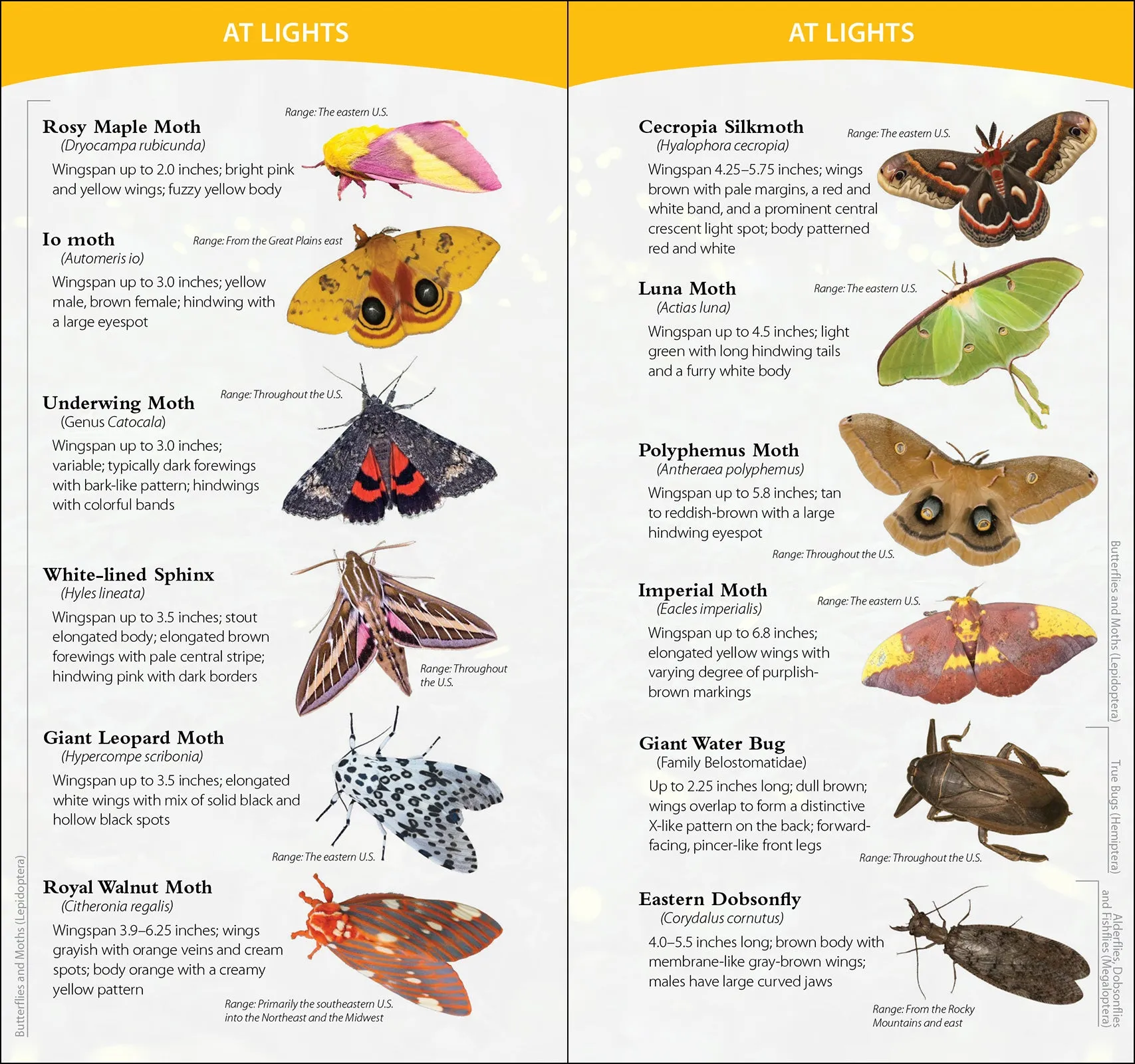 Insects & Bugs of North America