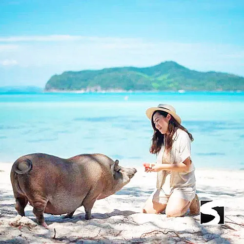 *Pig Island VIP Snorkeling Longtail Boat Koh Mudsum & Koh Tan