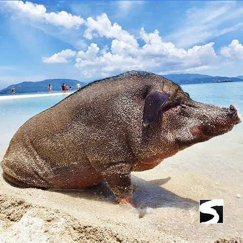 *Pig Island VIP Snorkeling Longtail Boat Koh Mudsum & Koh Tan