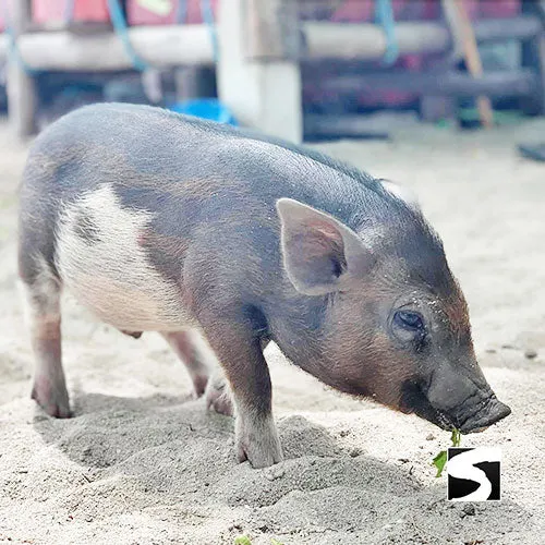 *Pig Island VIP Snorkeling Longtail Boat Koh Mudsum & Koh Tan