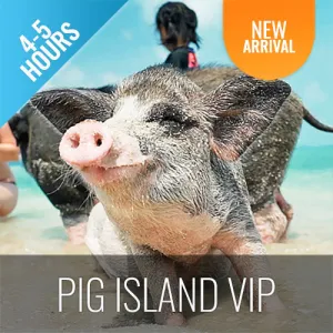 *Pig Island VIP Snorkeling Longtail Boat Koh Mudsum & Koh Tan