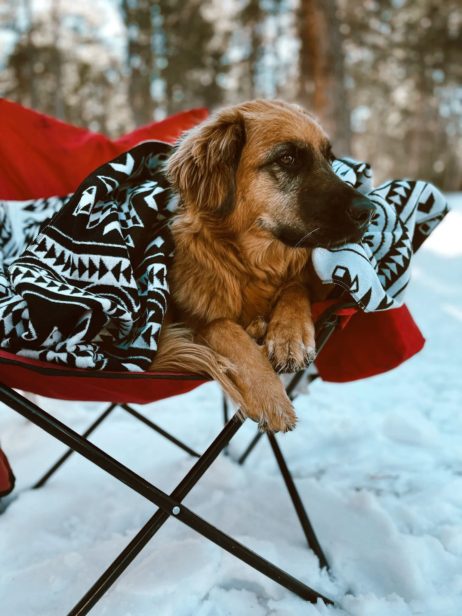 POLAR - Human Throw Blanket