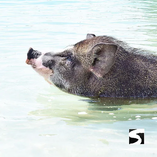 *Private snorkel excursion Koh Tan & Koh Mudsum (Pig Island)