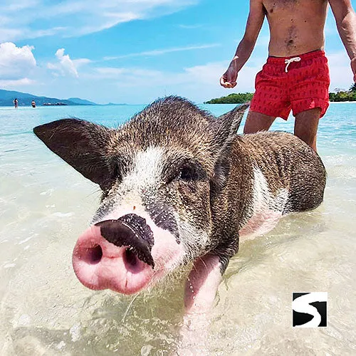 *Private snorkel excursion Koh Tan & Koh Mudsum (Pig Island)