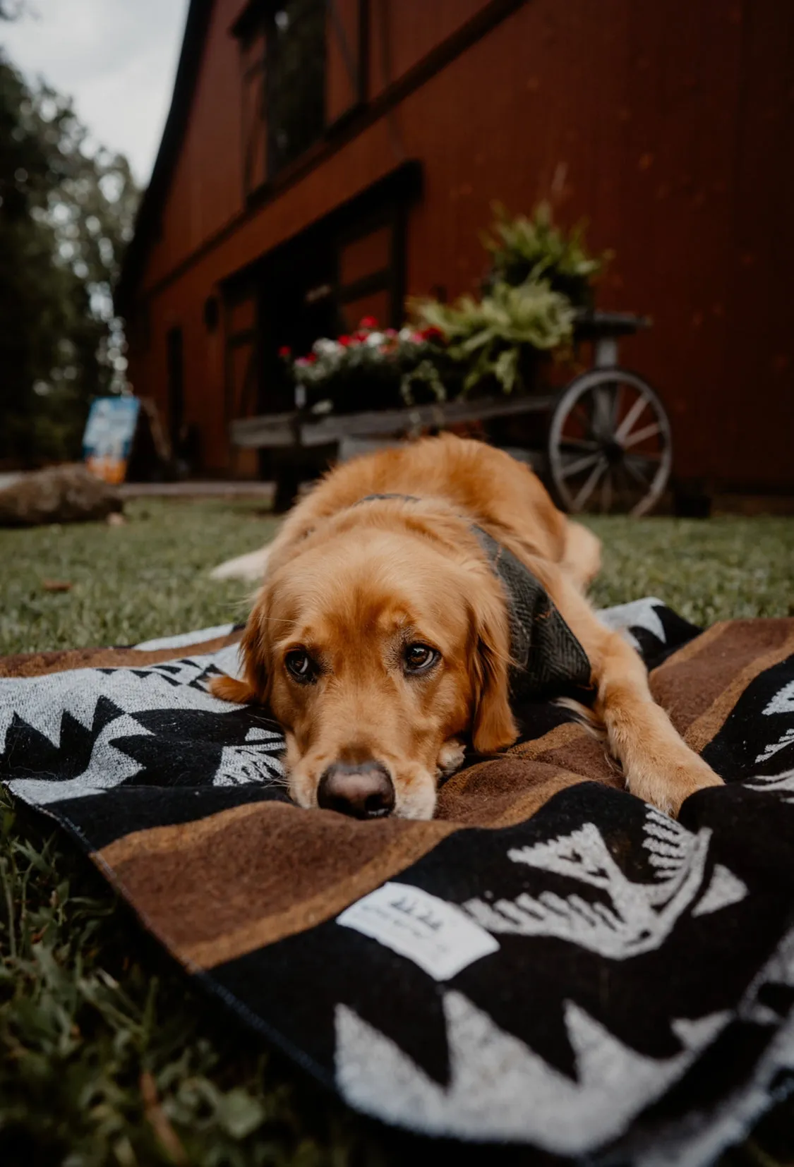THUNDERBIRD - Human Throw Blanket