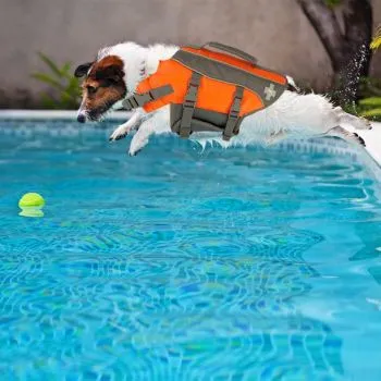 Top Paw Dog Life Jacket, Reflective Adjustable Flotation Device For Water Safety